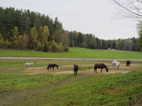 hästarna