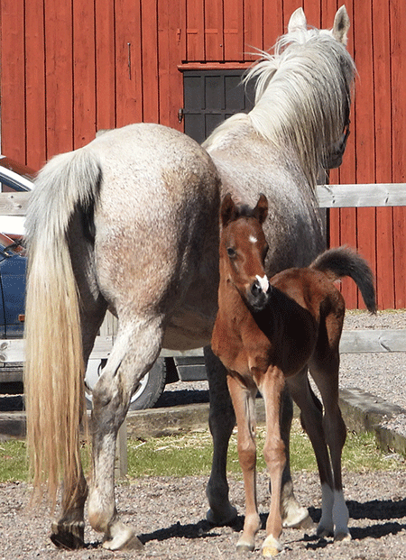 Grynet och Glorih