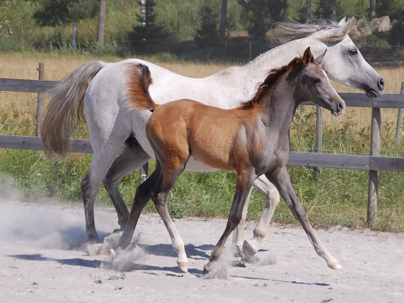 Indian Priyah & GKV Pounds of Fun