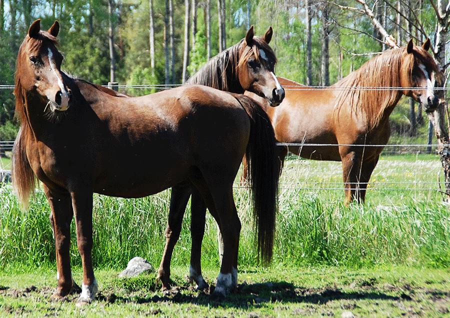 Sahara Sundance, Indian Simah och Indian Crush