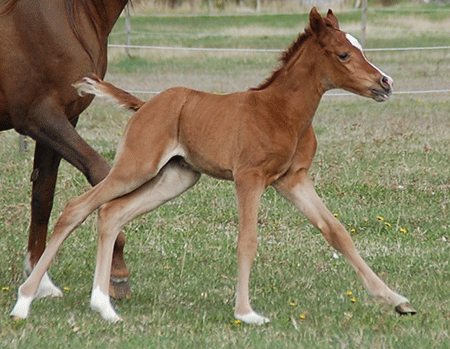 Indian Simah