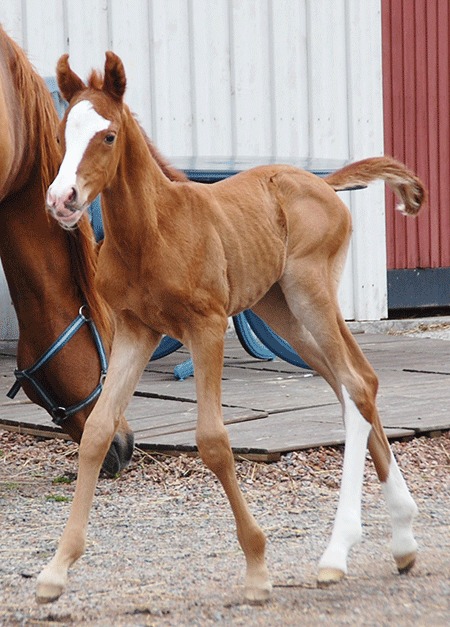 Hingstföl e.Gimmick u.El Sobra