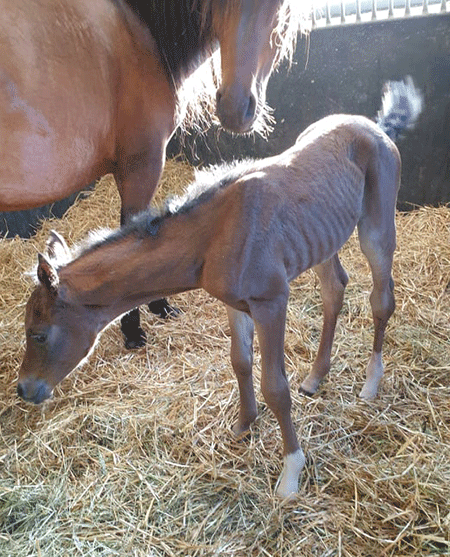 Stellah & Bambi