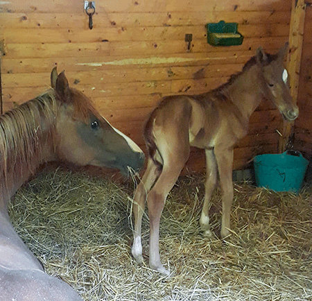 Cinna och Caraway