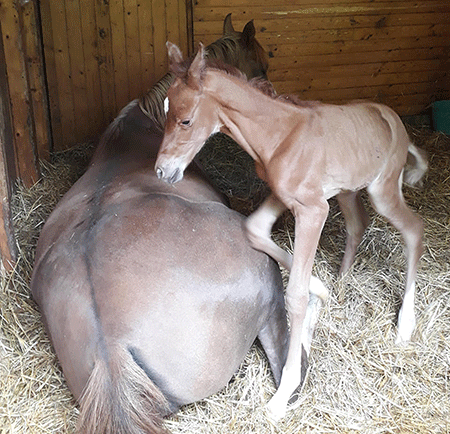 Cinna och Caraway