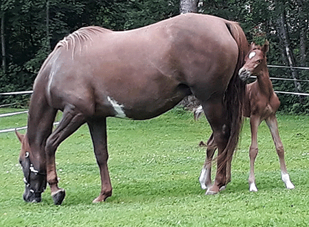 Cinna och Caraway