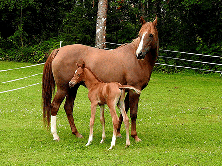 Cinna och Caraway