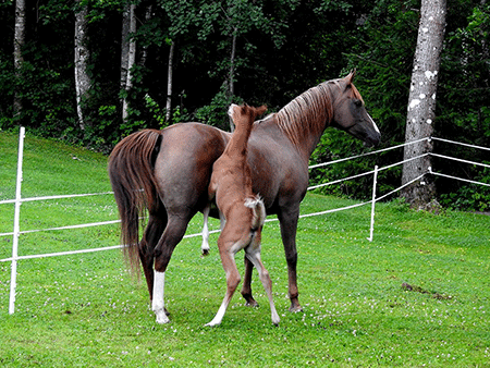 Cinna och Caraway