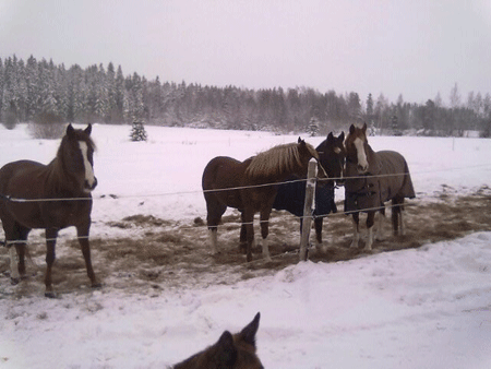 Cinnamon Lady, Chili Flame, Caira och Gimmick