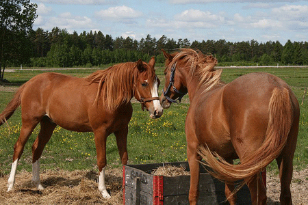 El Cobra och halvsyrran, Alliaria