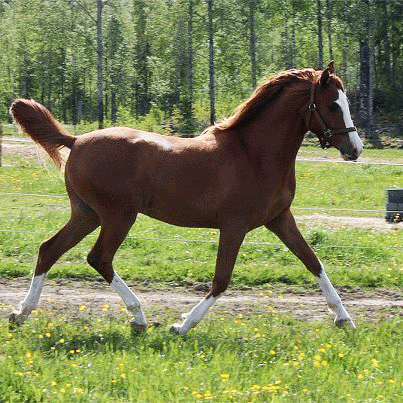 El Cobra