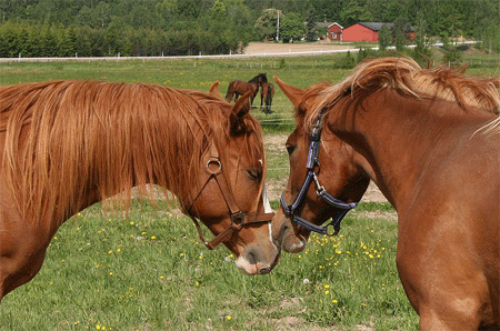 El Cobra och halvsyrran, Alliaria