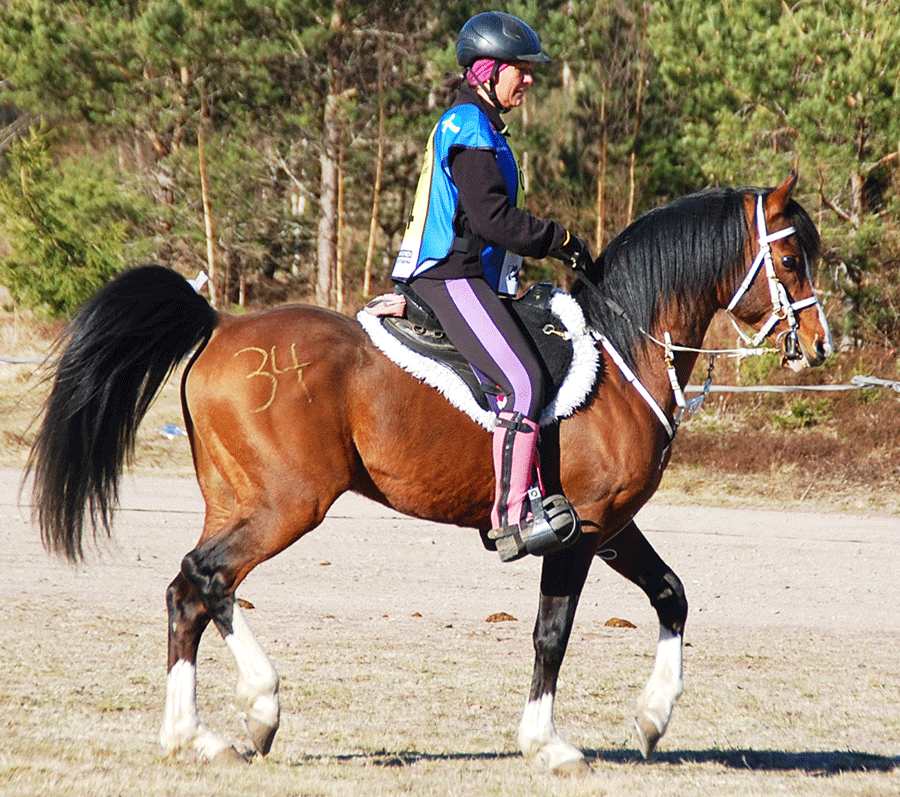 Dandini