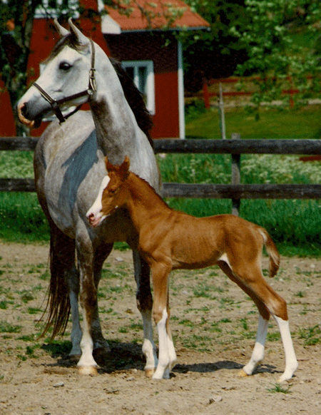 Galadriel och Gimmick