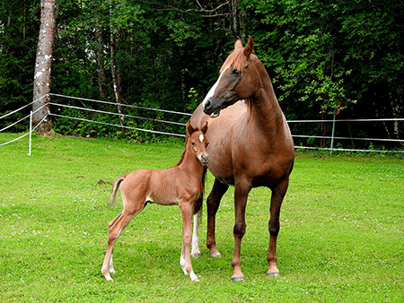 Cinna och Caraway