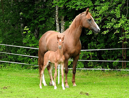 Cinnamon Lady och Caraway