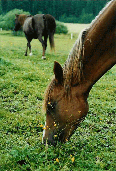 Caira och Cinnamon Lady